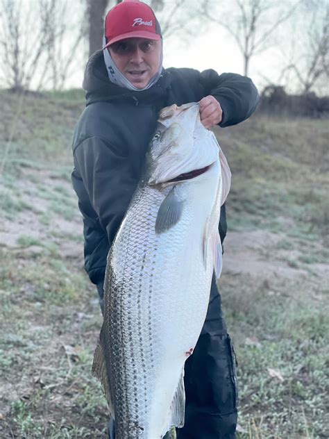 Sacramento River Fishing Reports — RH Guide Service.